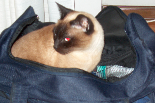 Simba, un gatto in valigia
