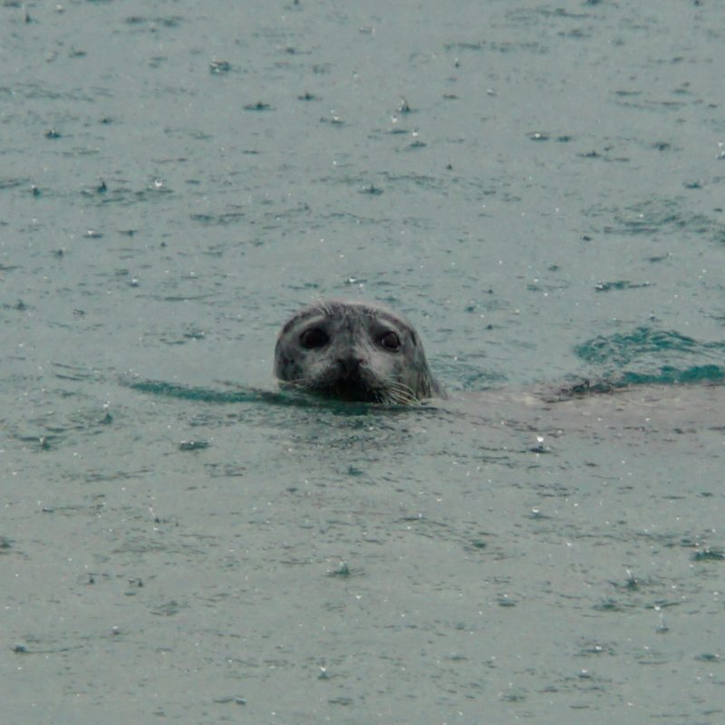 Islanda - Una foca alla laguna Jokullsarlon